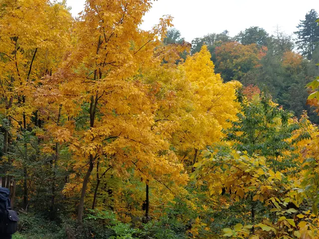 Die Hickory-Nussbäume entflammen im Park den "Indian Summer". | Foto: Foto privat