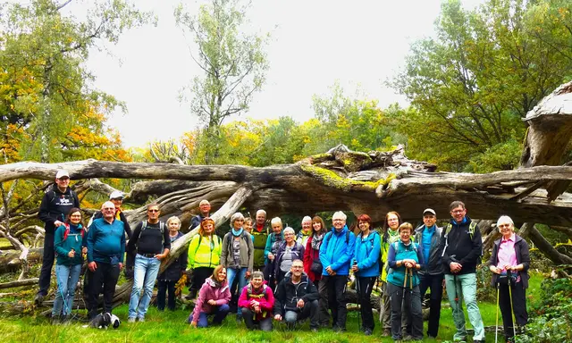 Den umgestürzten, gigantisch großen Baum im NSG Obere Viehweide bei Obersteinbach nahmen die Wanderer der Aktivgruppe Talheim zu ihrem Fotomotiv. | Foto: Isolde Reitz