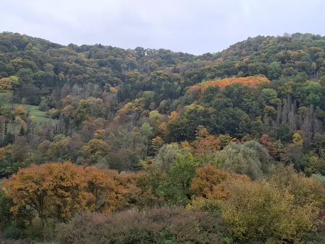 Bissle raus in die schöne Natur🍂🍁🍂🍁🍂 | Foto: Ralf Röser