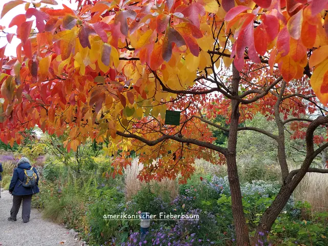 Der Fieberbaum schwelgt in herbstlichen Rottönen ! | Foto: Foto privat