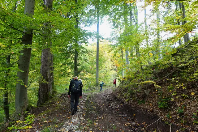 Anstieg durch den herbstlich verfärbten Wald hoch nach Obersteinbach. | Foto: Isolde Reitz