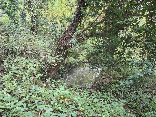 Bissle raus in die schöne Natur🍂🍁🍂🍁🍂 | Foto: Ralf Röser