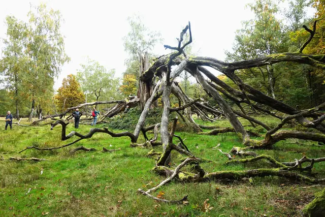 Ein gewaltiger, monumentaler umgestürzter Baum - was könnte er uns alles erzählen! | Foto: Isolde Reitz