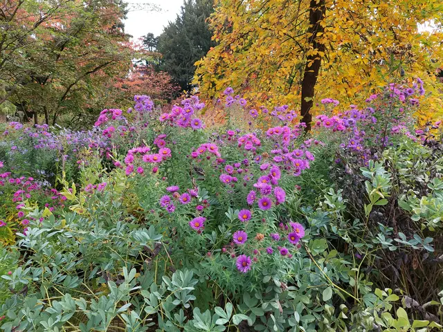 Bunte Vielfalt mit kleinen Astern im Hermannshof. | Foto: Foto privat
