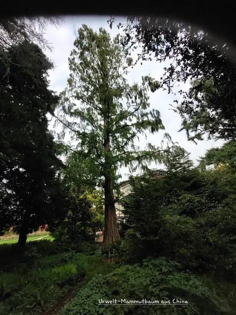Den Urwelt-Mammutbaum aus China steht versteckt im Hermannsgarten. | Foto: Foto privat