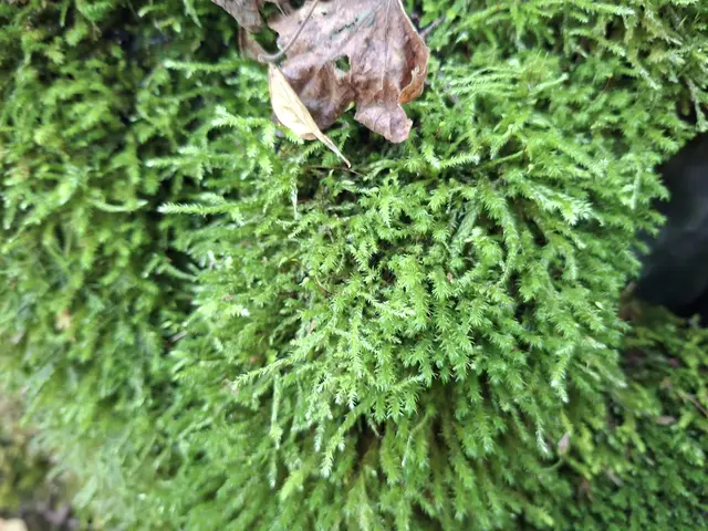 Bissle raus in die schöne Natur🍂🍁🍂🍁🍂 | Foto: Ralf Röser
