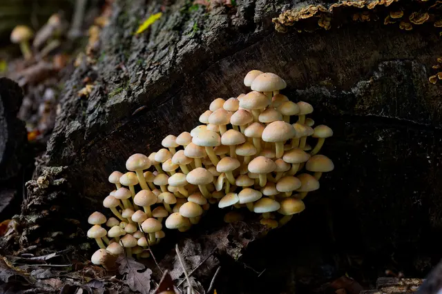 Ein kleines Pilzdorf in den Bergen  - sieht das nicht so aus? | Foto: Michael Harmsen