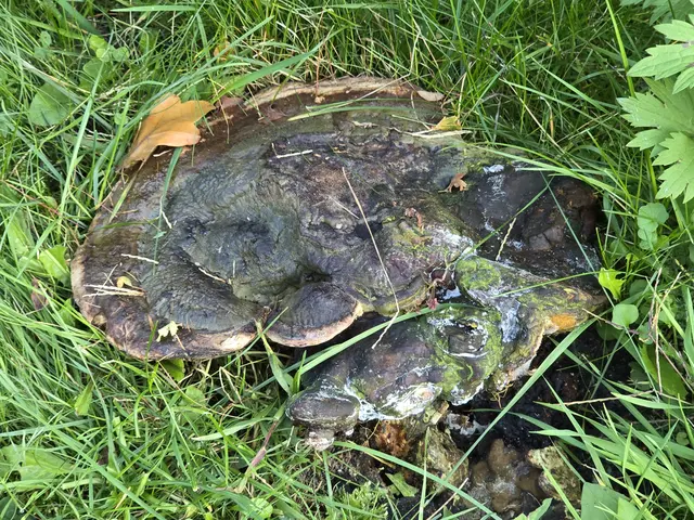 Er hier kann sich nicht gerade mit Schönheit rühmen, der Brandkrustenpilz.  | Foto: Heidrun Rosenberger