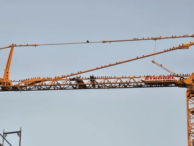 Hunderte von Staren haben sich auf den Baukränen eingefunden und machen ordentlich Krawall. | Foto: Heidrun Rosenberger