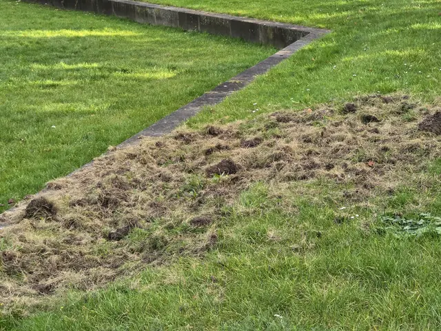 Die Krähen fangen schon wieder an zu graben. | Foto: Heidrun Rosenberger