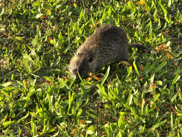 Auch die Nutria nutzten die Sonne zum Grasen. | Foto: Heidrun Rosenberger