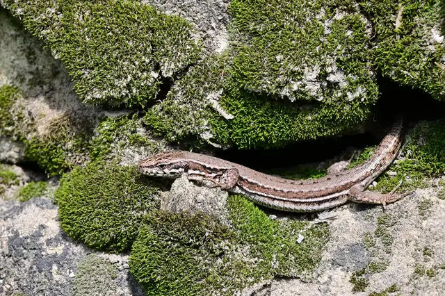 Und da gibt's viele Eidechsen.  | Foto: Michael Harmsen