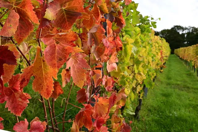 Was für ein Leuchtfeuer. | Foto: Michael Harmsen