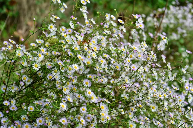 Welch zarte Blumenpracht. | Foto: Michael Harmsen