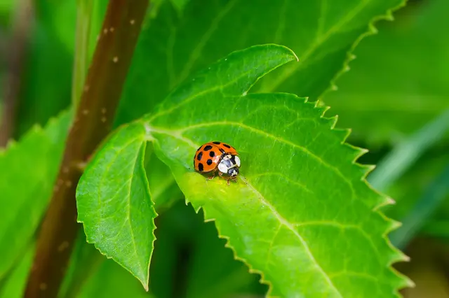 Der Glückskäfer hat uns geholfen :-) | Foto: Michael Harmsen