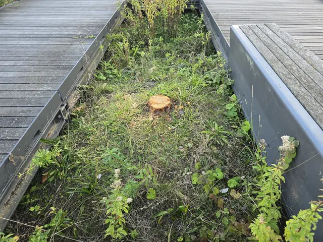 Auch Bäume wurden komplett abgesägt. | Foto: Heidrun Rosenberger