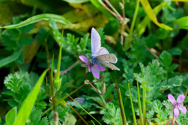 So ein Hübscher - vermutlich ein Bläuling. Und er hat sich farblich die passende Blume ausgesucht.  | Foto: Michael Harmsen