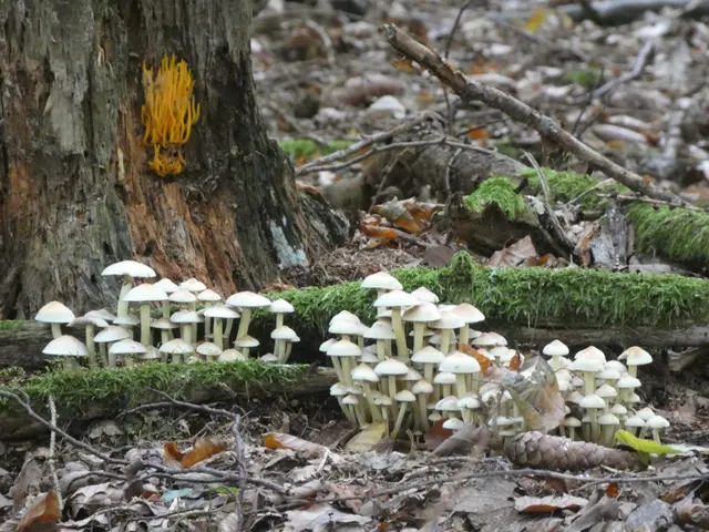 Auch wenn die Bäume hier im Wald noch ihr fast grünes Laubkleid tragen - die vielen Pilze künden vom schönen Herbst.  | Foto: sigischlottke