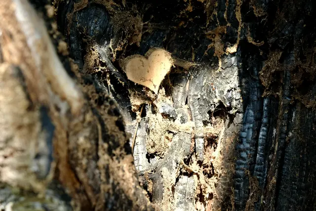 Ein Herz im hohlen Kirschbaum | Foto: ED