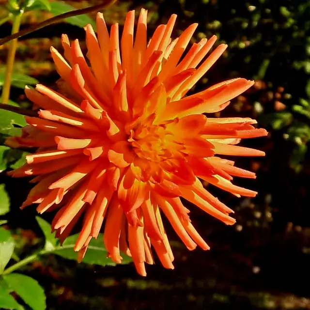 Foto: Eduard Warenik