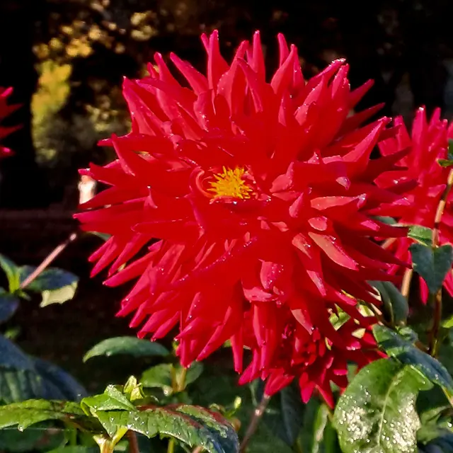 Foto: Eduard Warenik