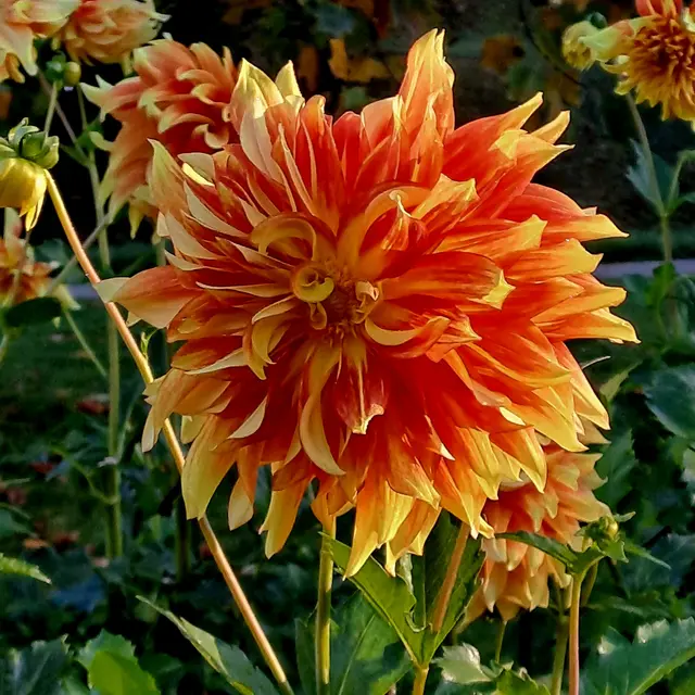 Foto: Eduard Warenik