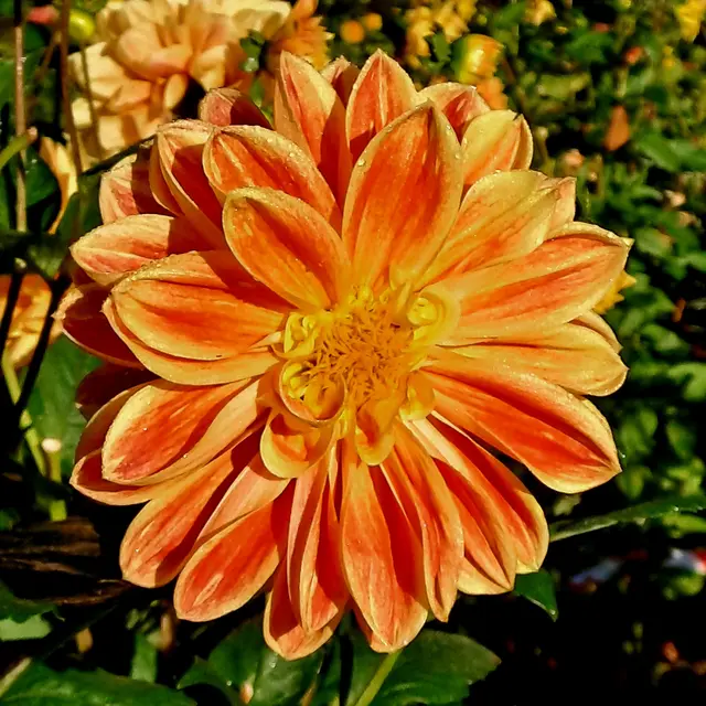 Foto: Eduard Warenik