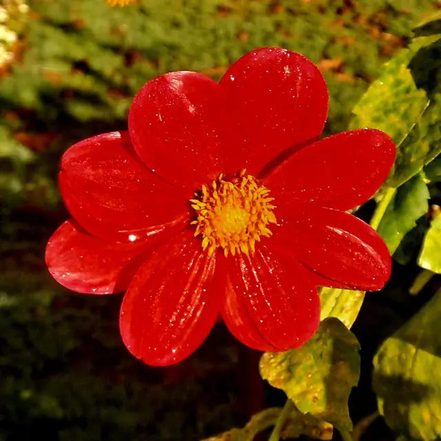 Foto: Eduard Warenik