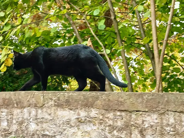 Wachhund gibt's ja hier nicht  - dann mache ich halt diesen Job.  Kann ich eh besser als ein Hund 😁. | Foto: sigischlottke