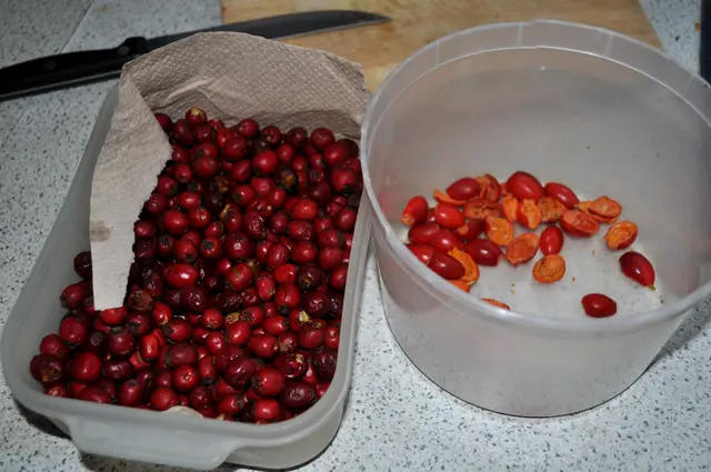 Weißdornbeeren und vorbereitete Hagebutten. | Foto: Daniela Somers