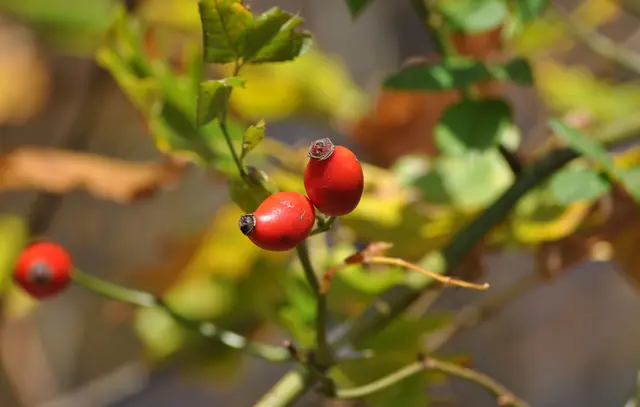 Hagebuttenzeit. Aber wie kann ich diese Vitamin C Bombe nutzen? | Foto: Daniela Somers
