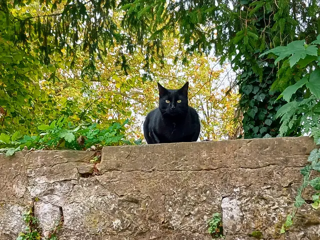 Du wolltest wissen,  was ich hier mache? Siehst du das nicht? Ich bewache das Bonfelder Schloss.   | Foto: sigischlottke