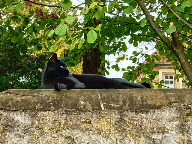 Dann bleib ich jetzt einfach mal so liegen und mach meinen Job im Schlaf. Es heißt ja immer,  jeder soll Energie sparen.  Na dann - das ist jetzt mein Beitrag dazu......... und tschüss 😴.  | Foto: sigischlottke