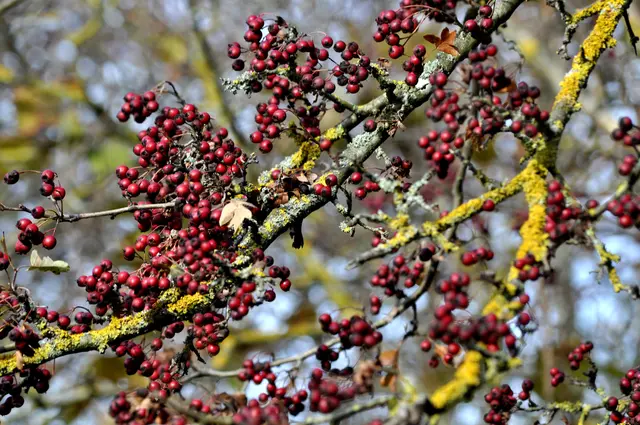 Im Moment hängt der Weißdorn voll mit Früchten. Aber wie bekommt man sie am einfachsten in die Teetasse? | Foto: Daniela Somers