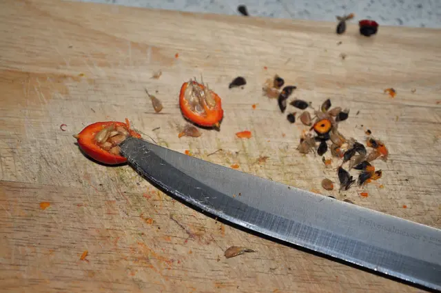 Zuerst die Hagebutten vorbereiten. Die Kernchen sollten raus. Nimmt man ein sehr engmaschiges Sieb oder einen Tee-Papierfilter könnten sie auch drin bleiben. Dann bleiben sie im Filter hängen. Ich mache sie dieses Mal zuvor raus. | Foto: Daniela Somers