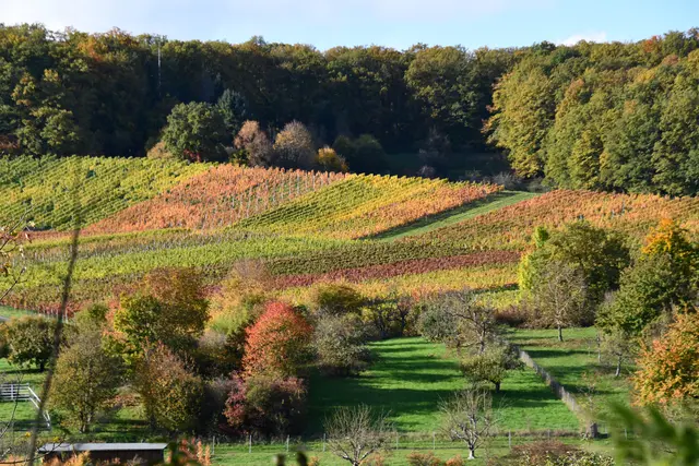 Neipperger Weinberge | Foto: JuKo