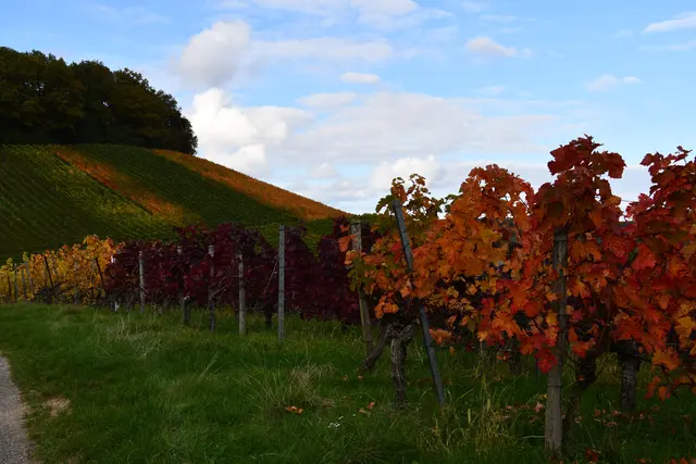 Weinberge in allen Farbe | Foto: JuKo