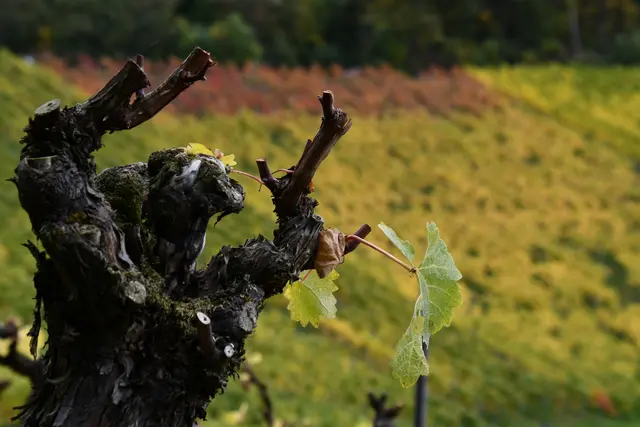 Alter Rebstock | Foto: JuKo