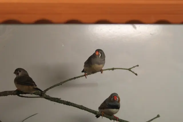 Vogelschau Untermünkheim | Foto: Ralf Röser