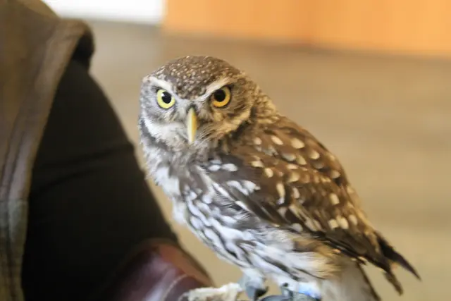 Vogelschau Untermünkheim | Foto: Ralf Röser