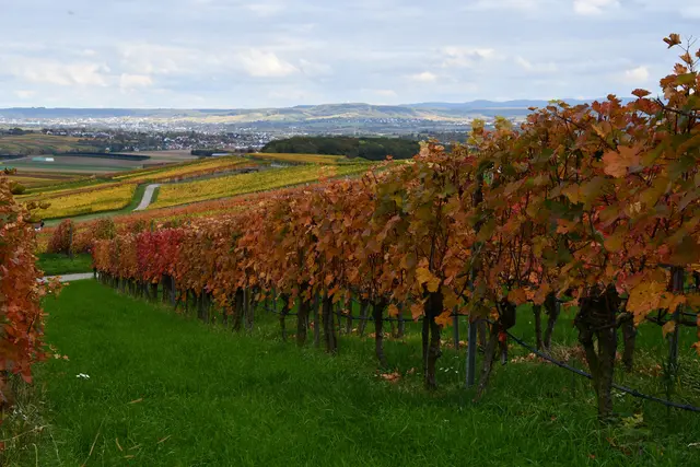 Blick Richtung Michaelsberg | Foto: JuKo