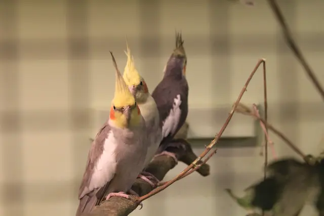 Vogelschau Untermünkheim | Foto: Ralf Röser
