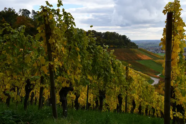 Blick Richtung Hörnle | Foto: JuKo