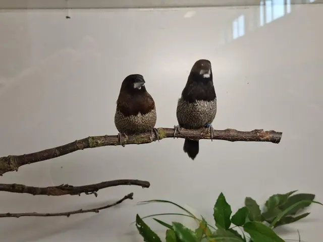 Vogelschau Untermünkheim | Foto: Ralf Röser