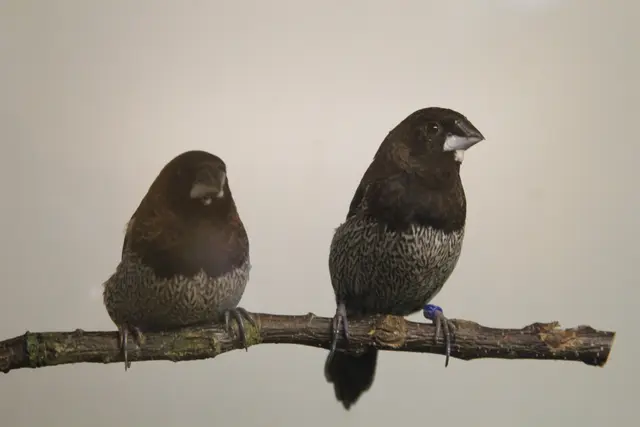 Vogelschau Untermünkheim | Foto: Ralf Röser