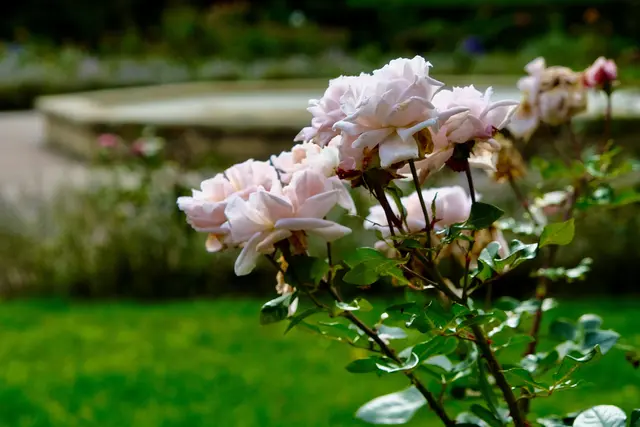 "Constanze Mozart" | Foto: ED