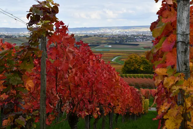 Blick Richtung Heilbronn | Foto: JuKo