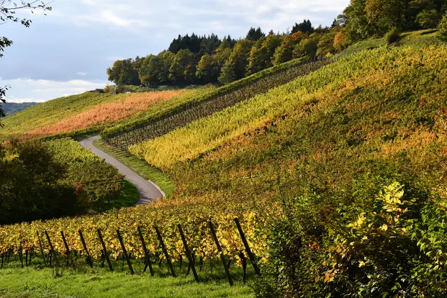 Blick vom Parkplatz Dreiklang Neipperg | Foto: JuKo
