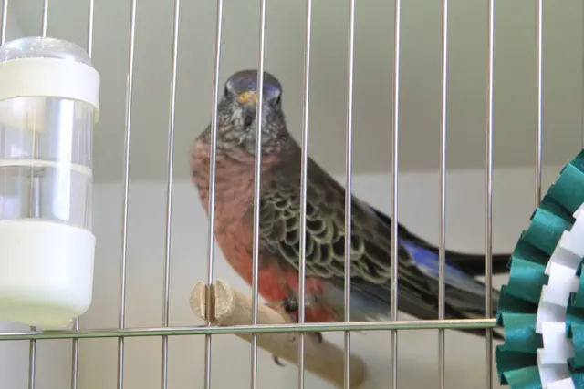 Vogelschau Untermünkheim | Foto: Ralf Röser