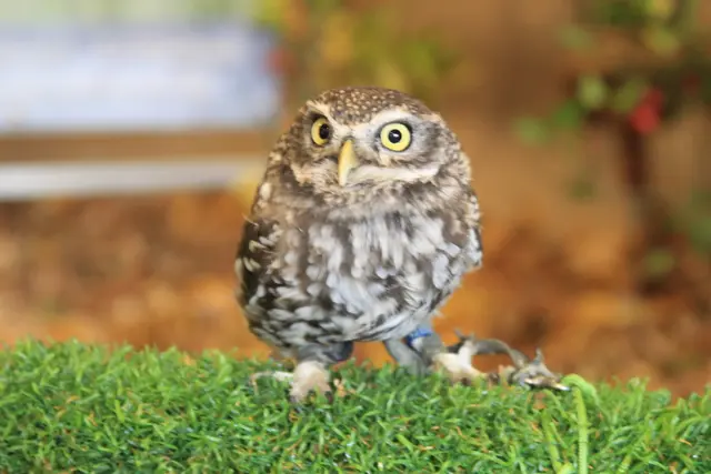 Vogelschau Untermünkheim | Foto: Ralf Röser